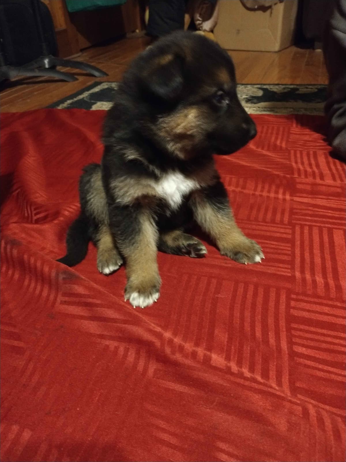 German Shepherd Dog Puppies breeder image 8