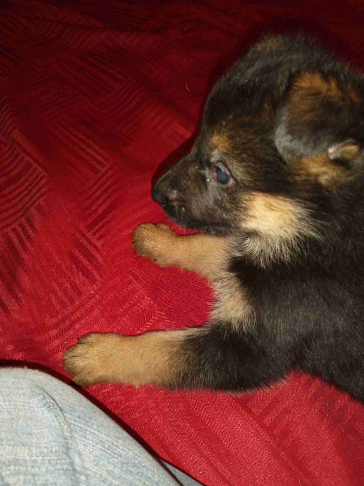 German Shepherd Dog Puppies breeder image 7