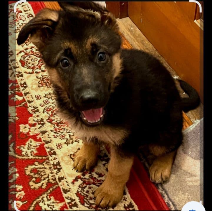 German Shepherd Dog Puppies breeder image 9