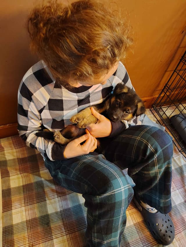 German Shepherd Dog Puppies media 2