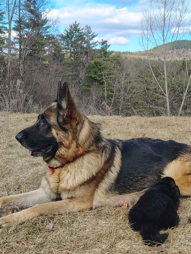 German Shepherd Dog Puppies media 3
