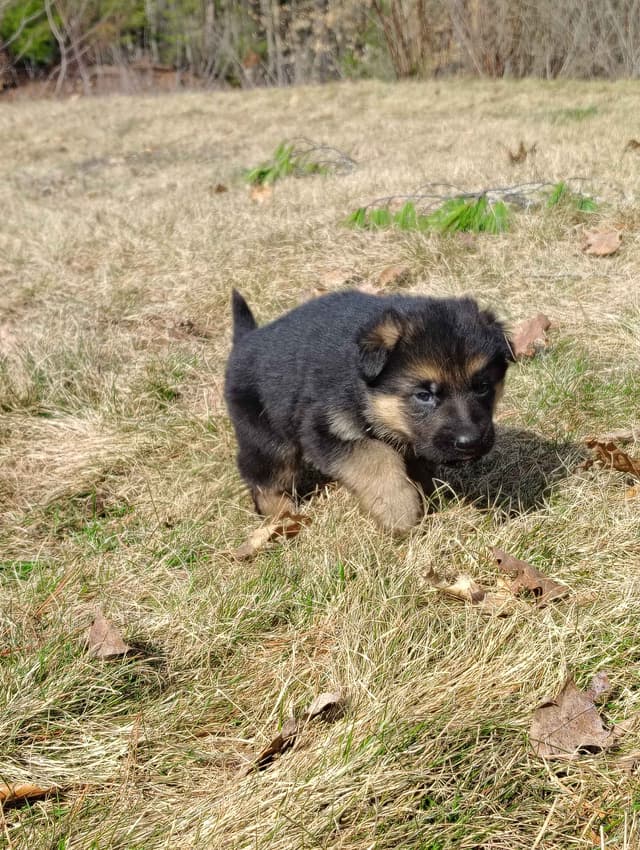 German Shepherd Dog Puppies media 4
