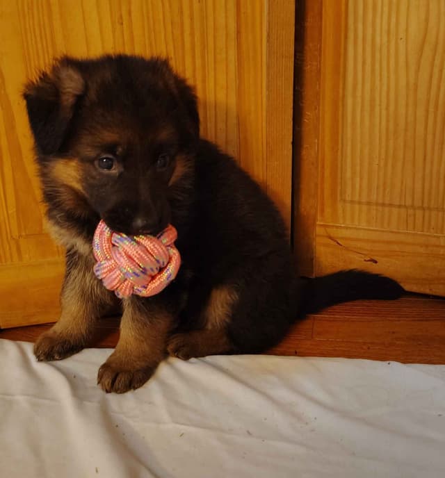 German Shepherd Dog Puppies media 5