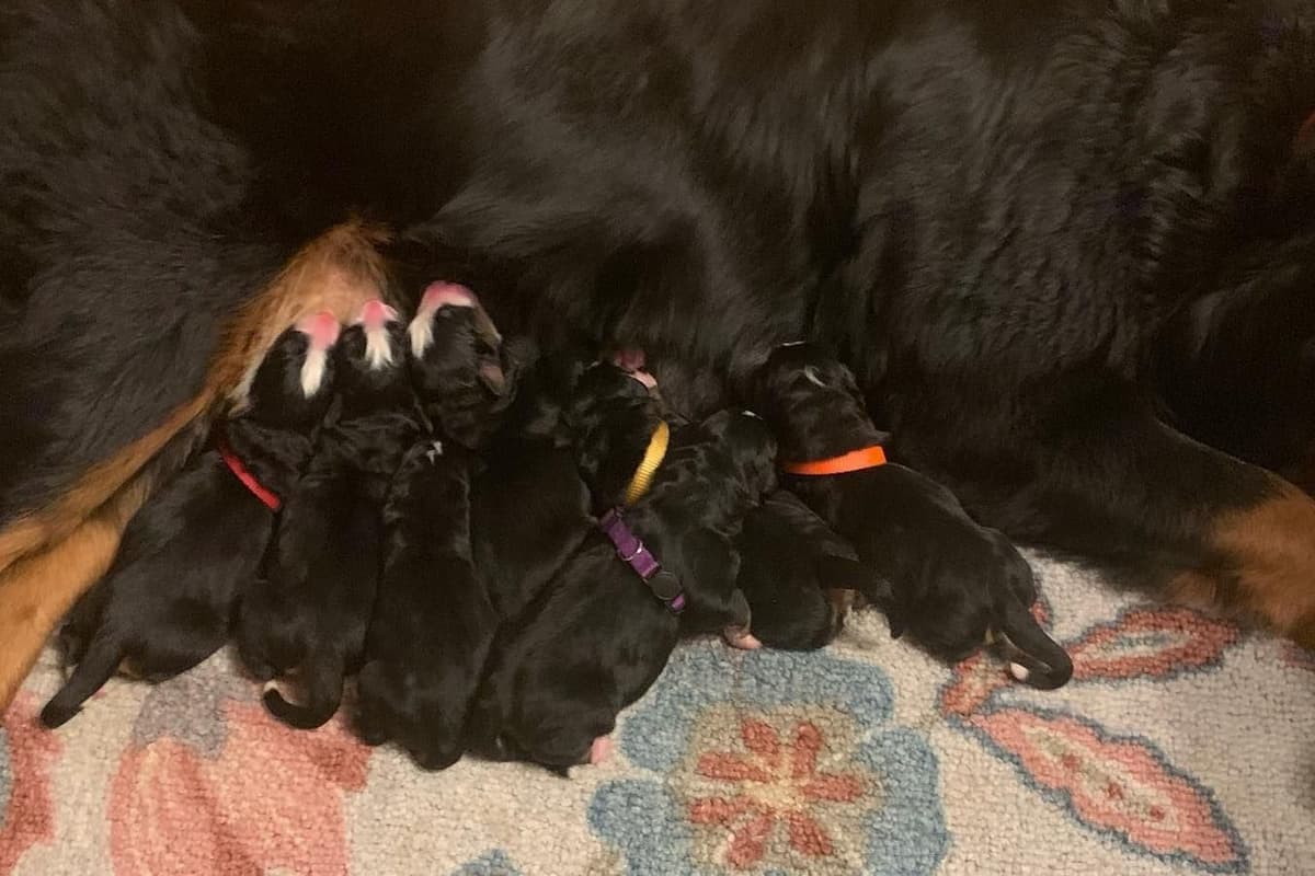 Bernese Mountain Dog Puppies breeder image 2