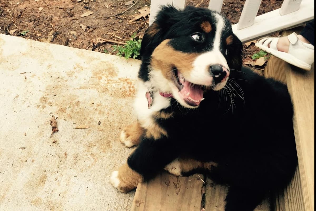 Bernese Mountain Dog Puppies breeder image 3