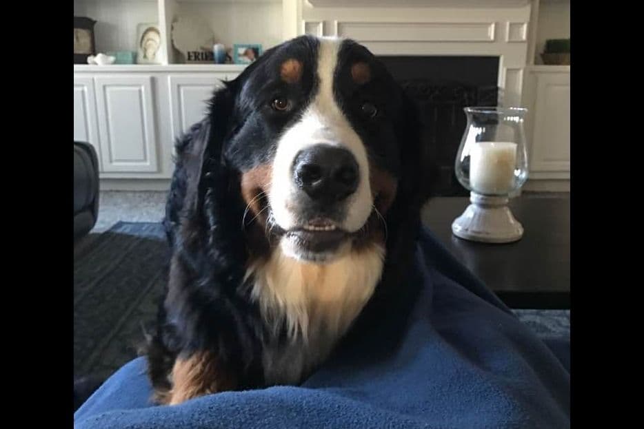 Bernese Mountain Dog Puppies breeder image 4