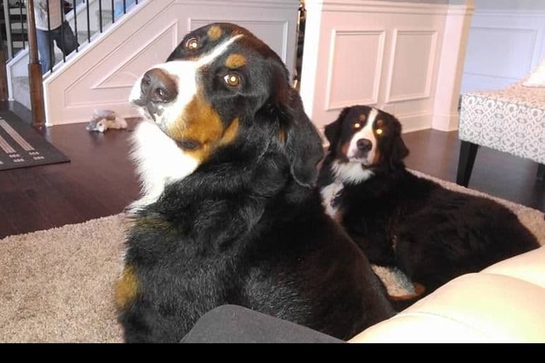 Bernese Mountain Dog Puppies breeder image 5