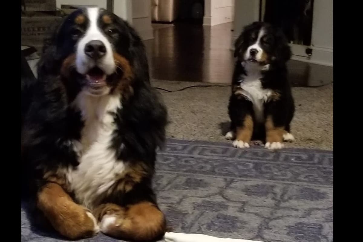 Bernese Mountain Dog Puppies breeder image 6