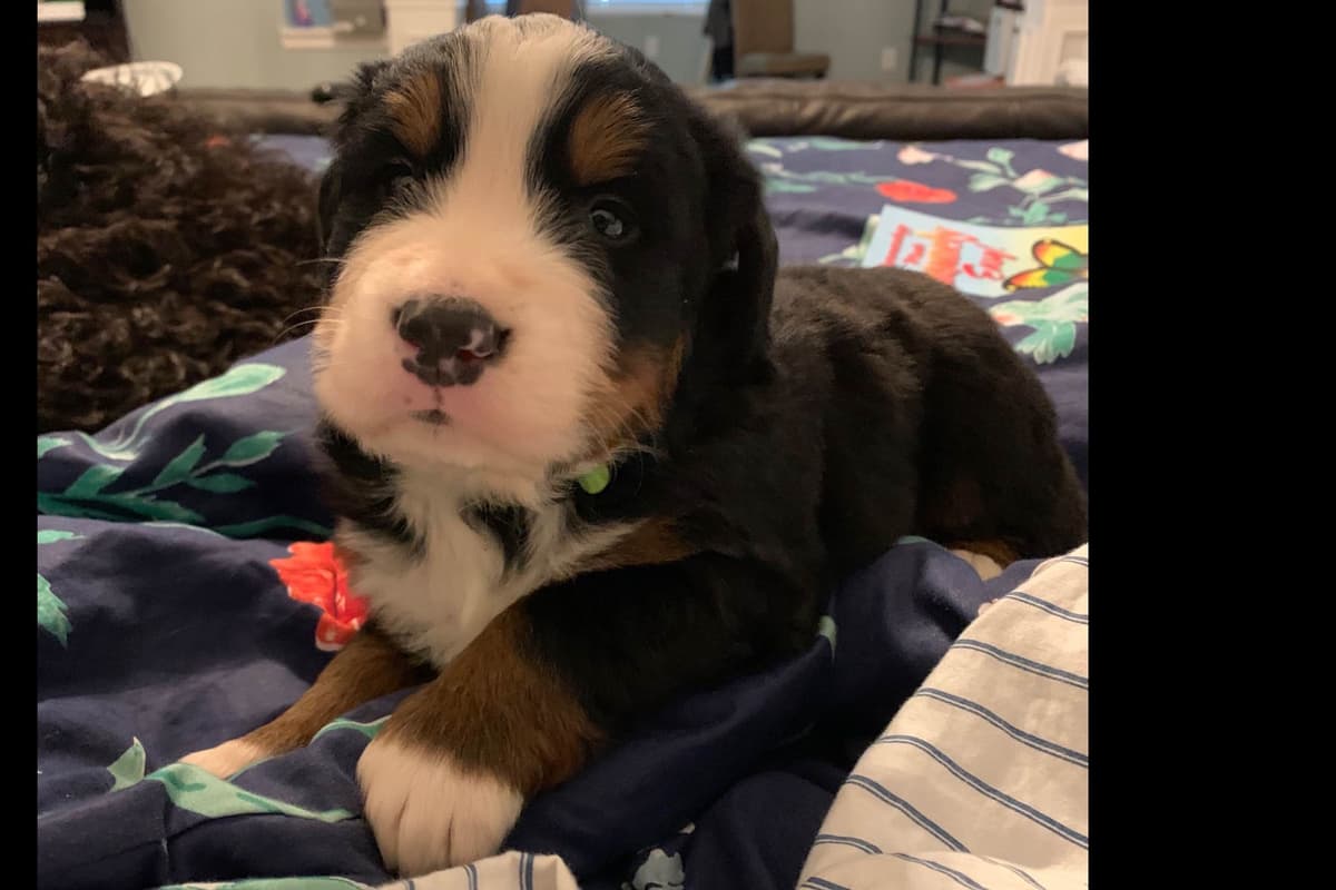 Bernese Mountain Dog Puppies breeder image 1