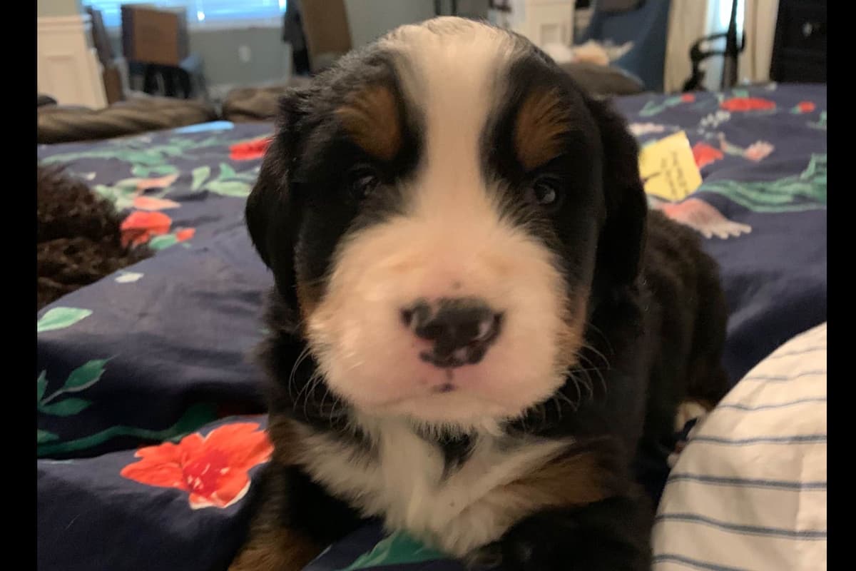 Bernese Mountain Dog Puppies breeder image 7