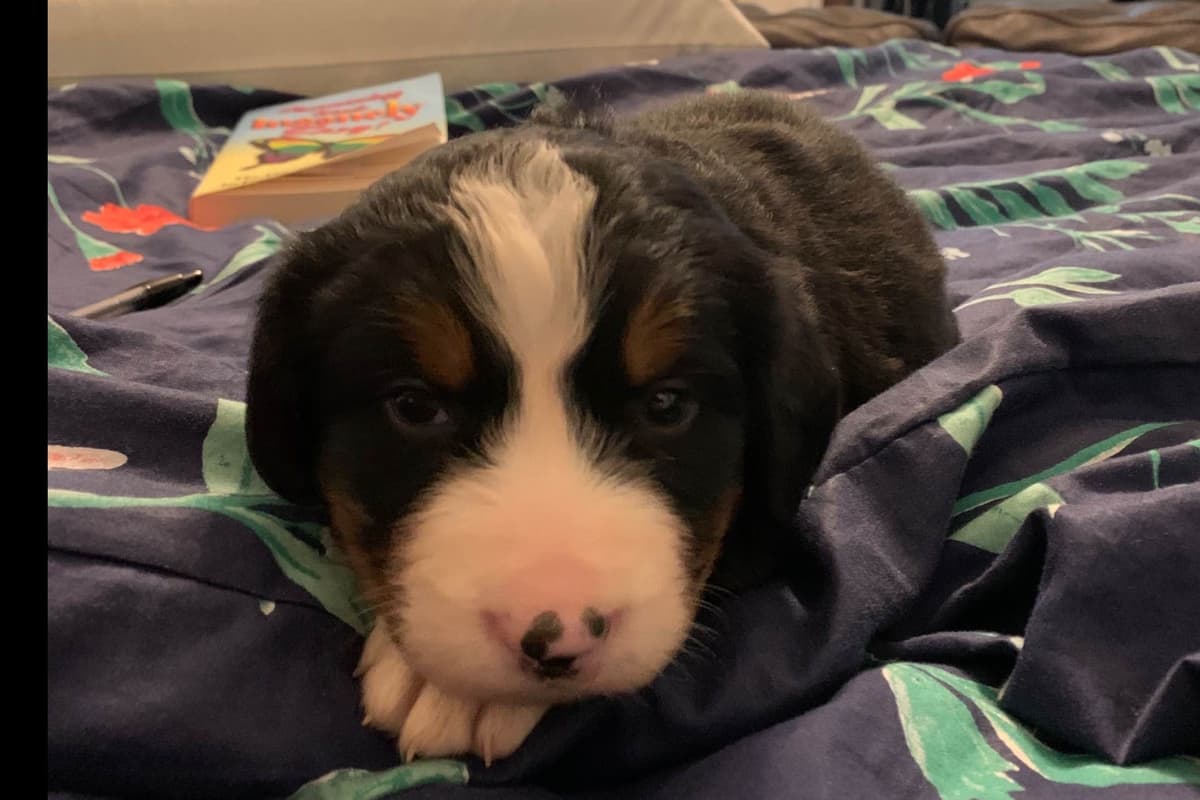 Bernese Mountain Dog Puppies breeder image 8