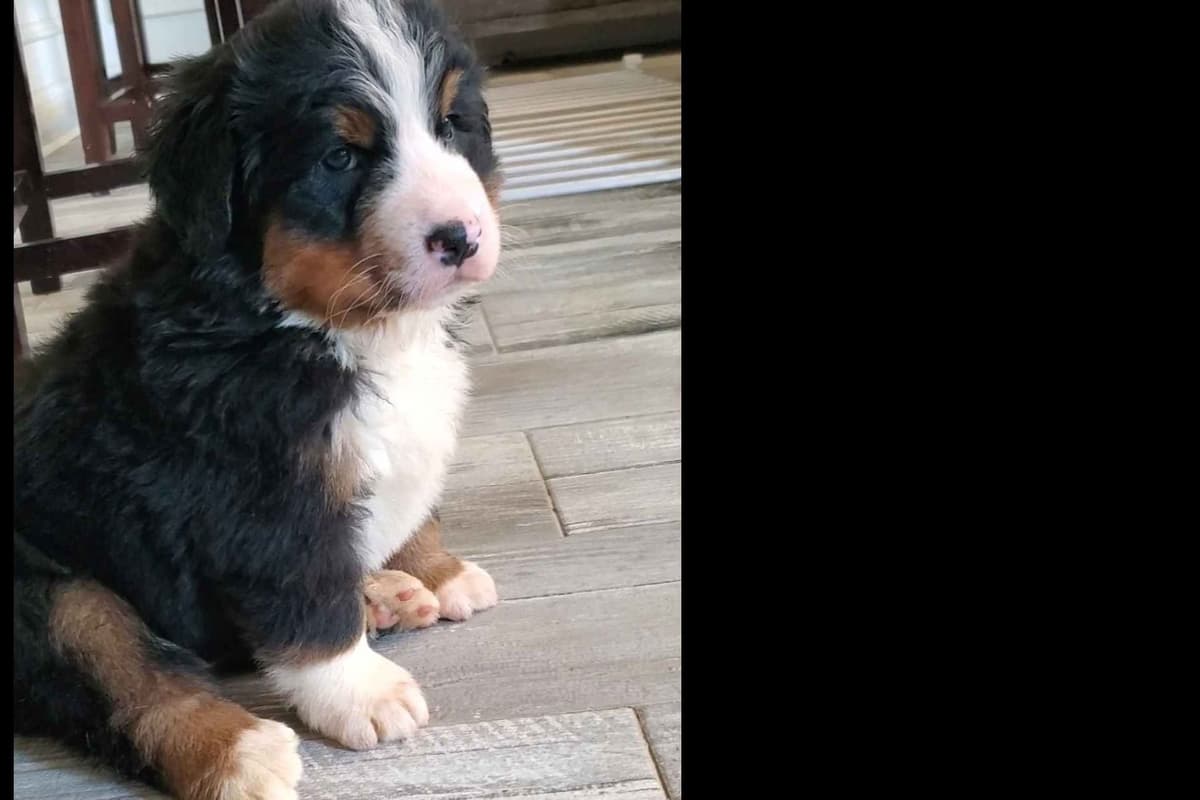 Bernese Mountain Dog Puppies breeder image 10