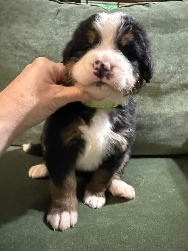 Bernese Mountain Dog Puppies media 4
