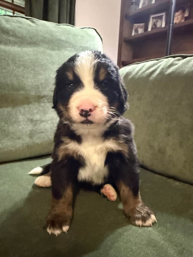 Bernese Mountain Dog Puppies media 5
