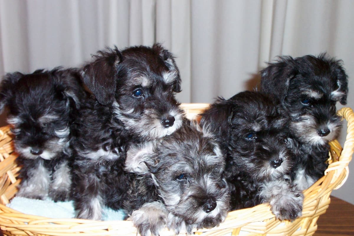 Miniature Schnauzer Puppies breeder image 8