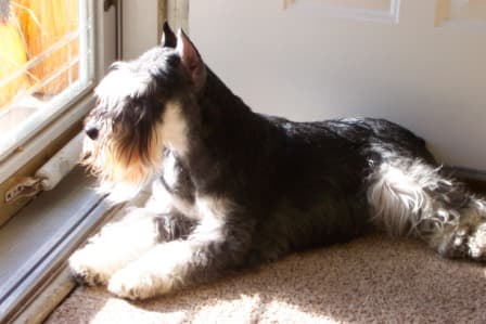 Miniature Schnauzer Puppies breeder image 9