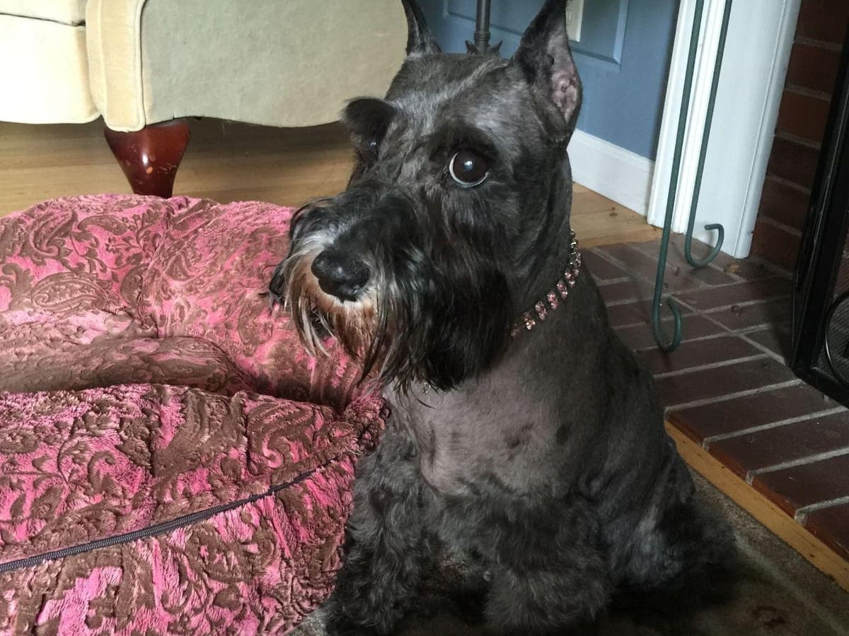 Miniature Schnauzer Puppies breeder image 12