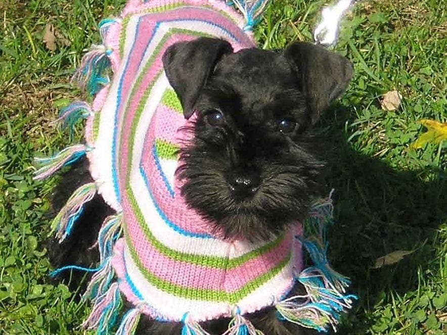 Miniature Schnauzer Puppies breeder image 13