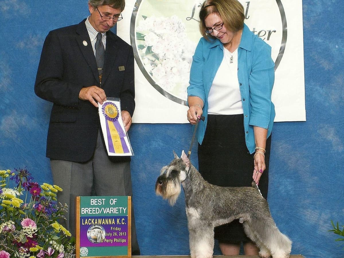 Miniature Schnauzer Puppies breeder image 6