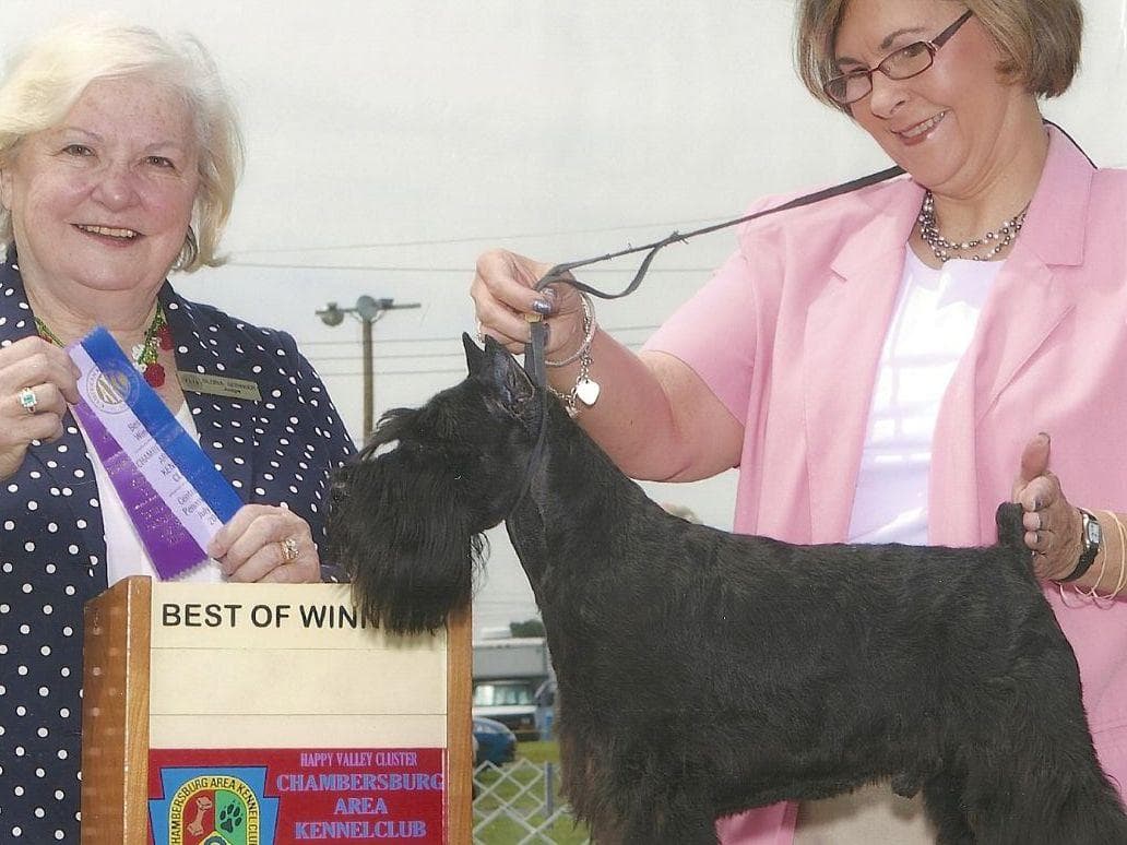 Miniature Schnauzer Puppies breeder image 16