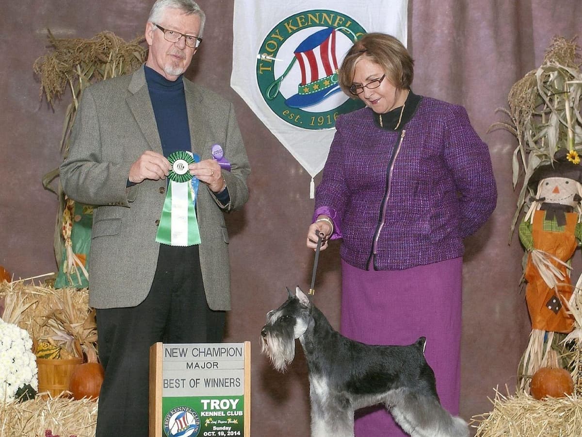 Miniature Schnauzer Puppies breeder image 17