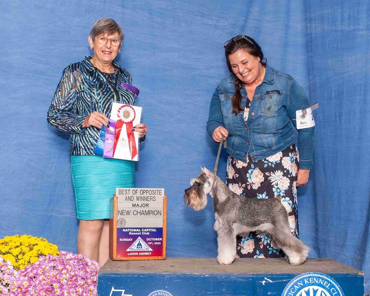 Miniature Schnauzer Puppies breeder image 5
