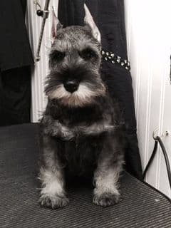 Miniature Schnauzer Puppies breeder image 18