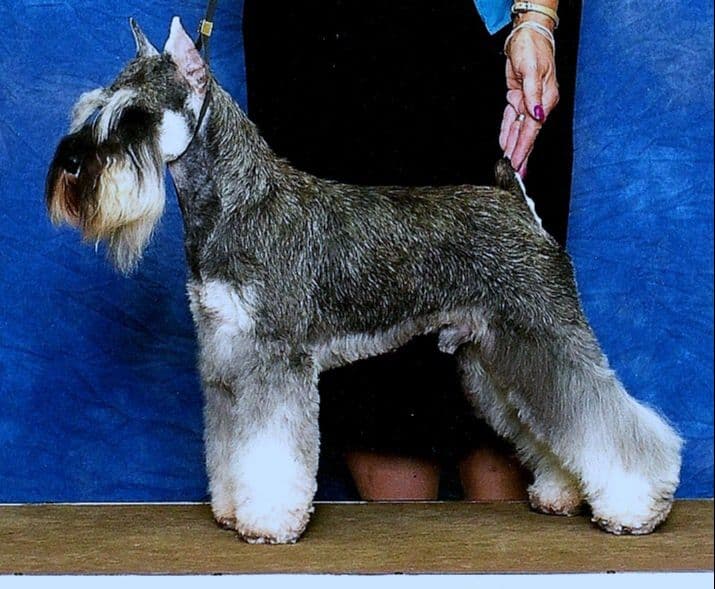 Miniature Schnauzer Puppies breeder image 19