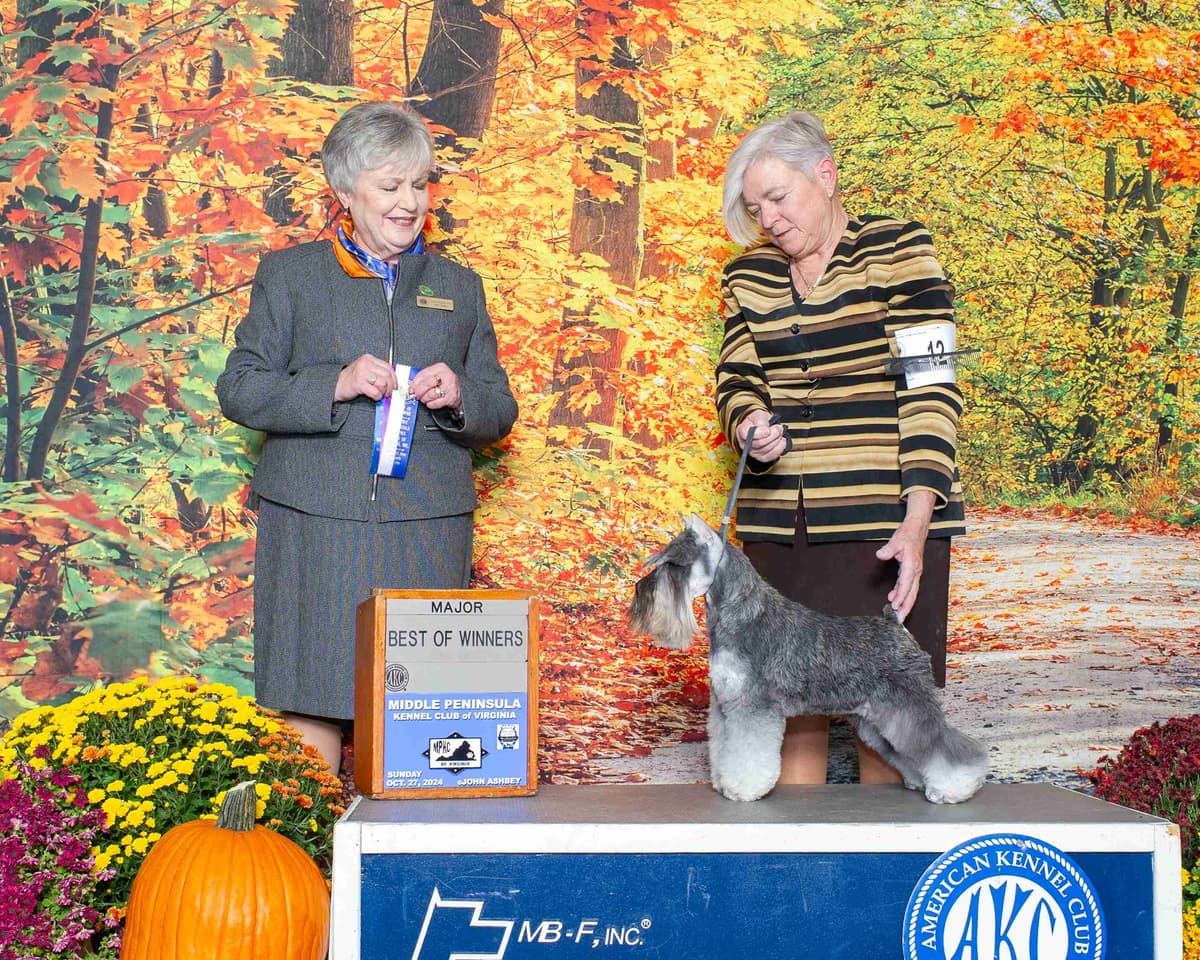 Miniature Schnauzer Puppies breeder image 1