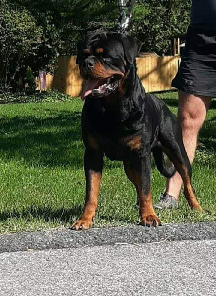 WOW.. Top Rottweiler Puppies breeder image 3