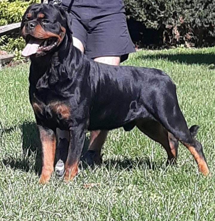 WOW.. Top Rottweiler Puppies breeder image 4
