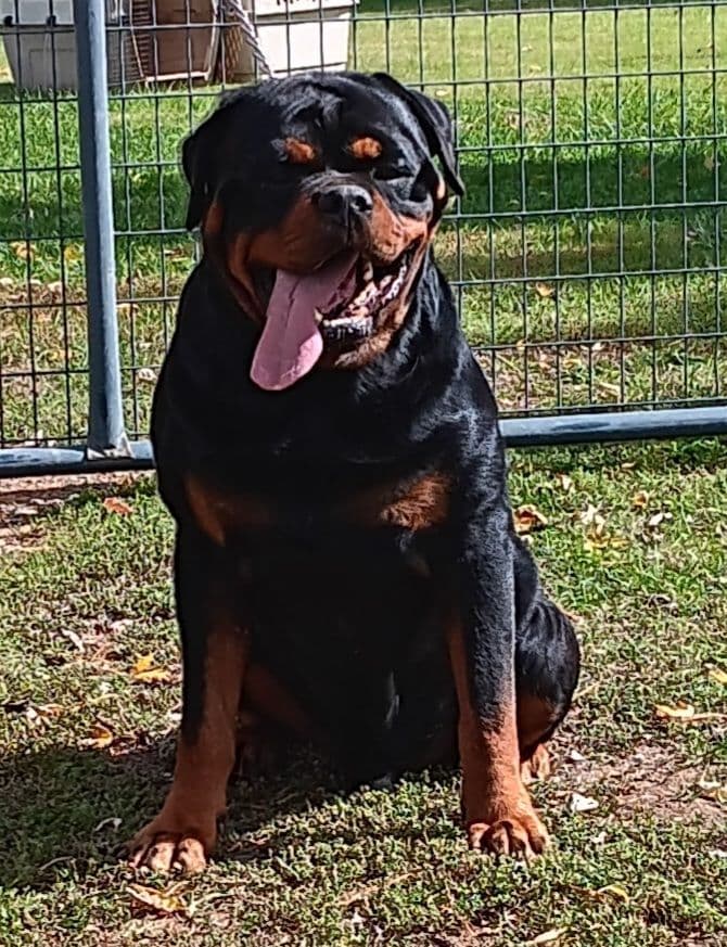 WOW.. Top Rottweiler Puppies breeder image 1