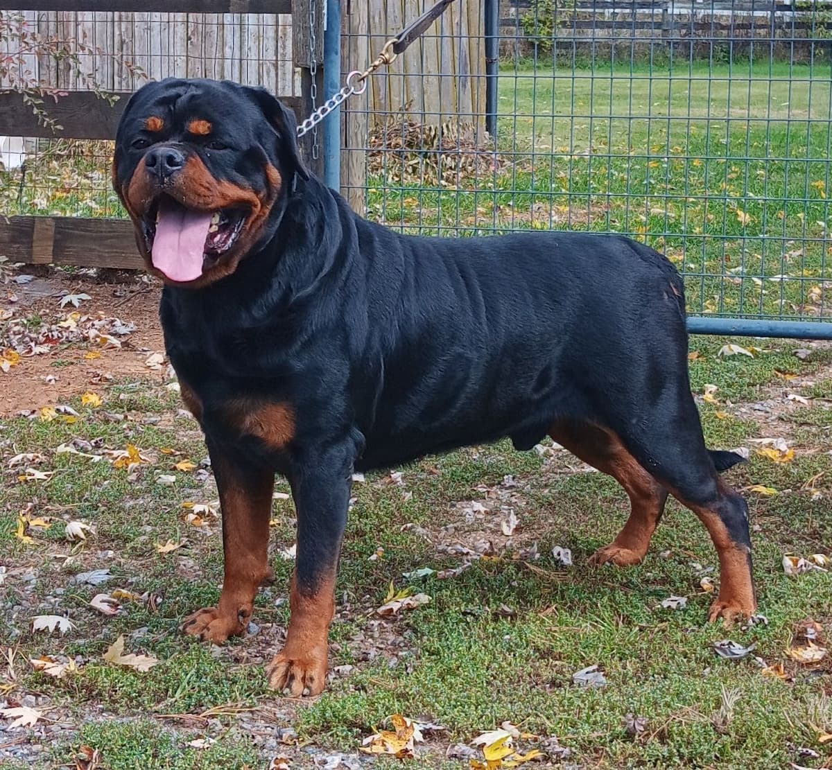 WOW.. Top Rottweiler Puppies breeder image 5