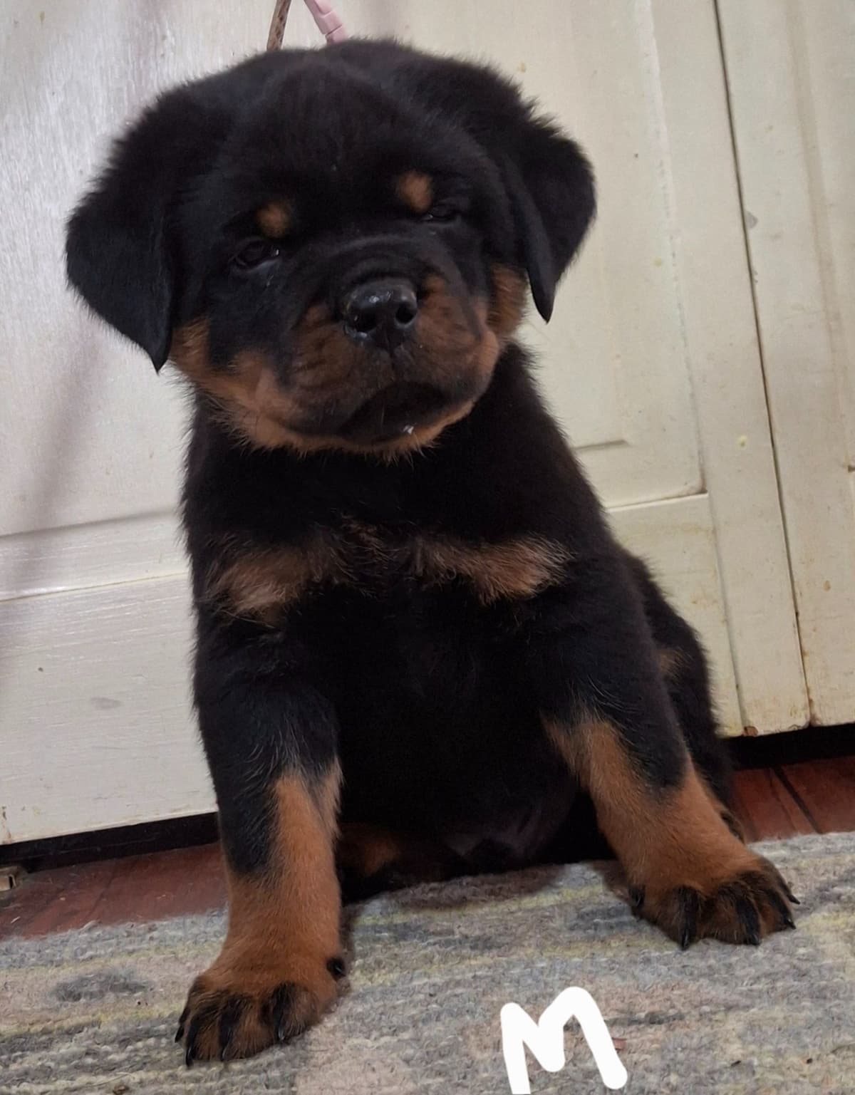 WOW.. Top Rottweiler Puppies breeder image 6