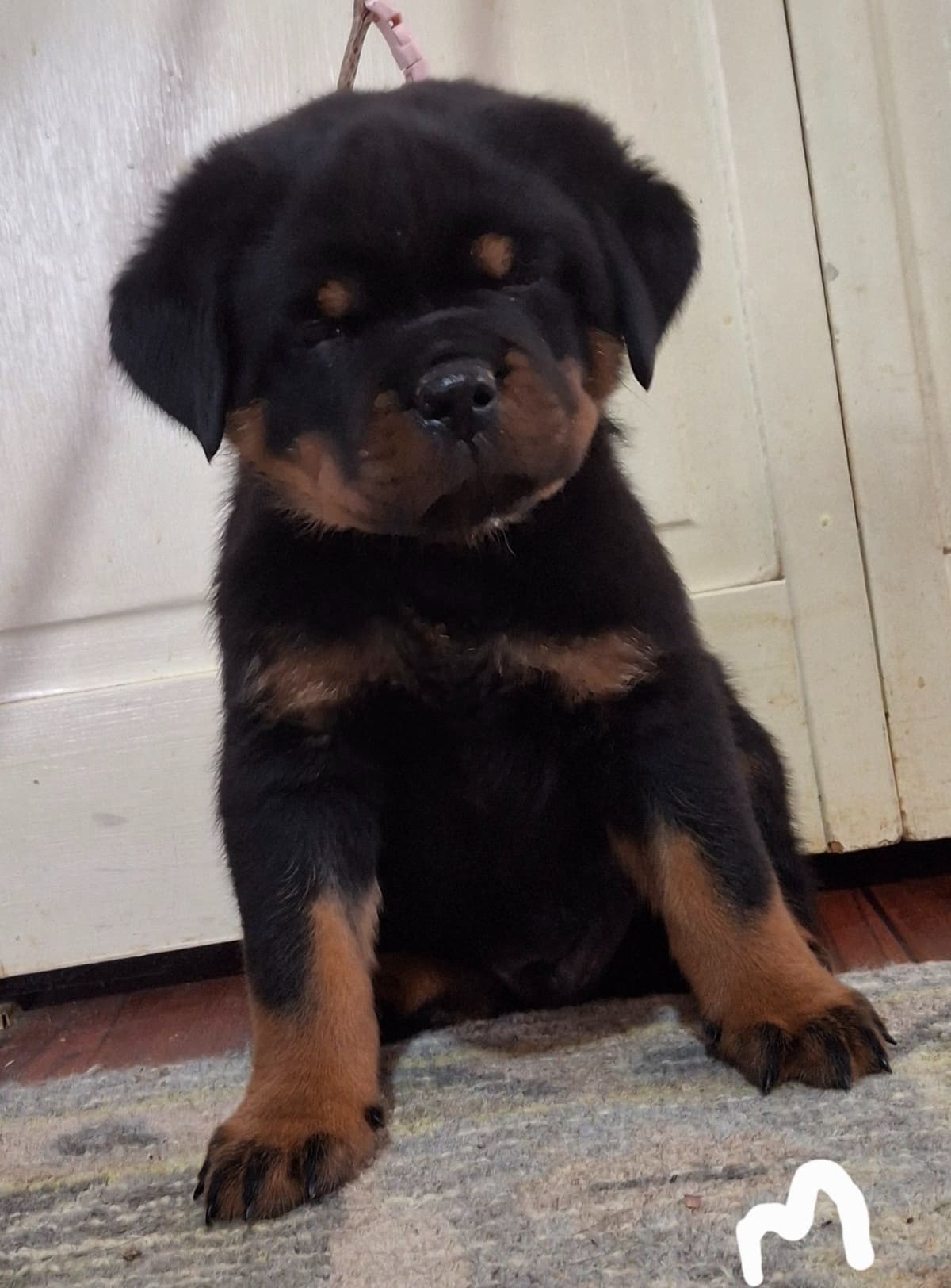 WOW.. Top Rottweiler Puppies breeder image 2