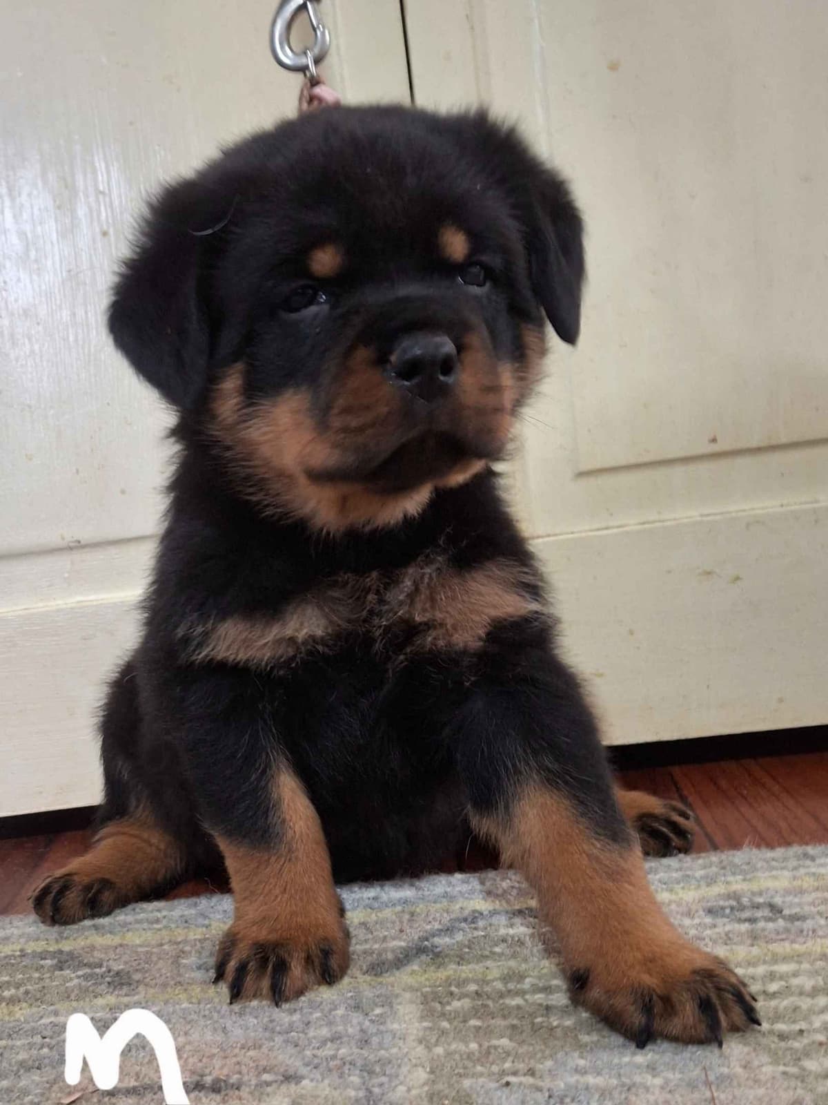WOW.. Top Rottweiler Puppies breeder image 8