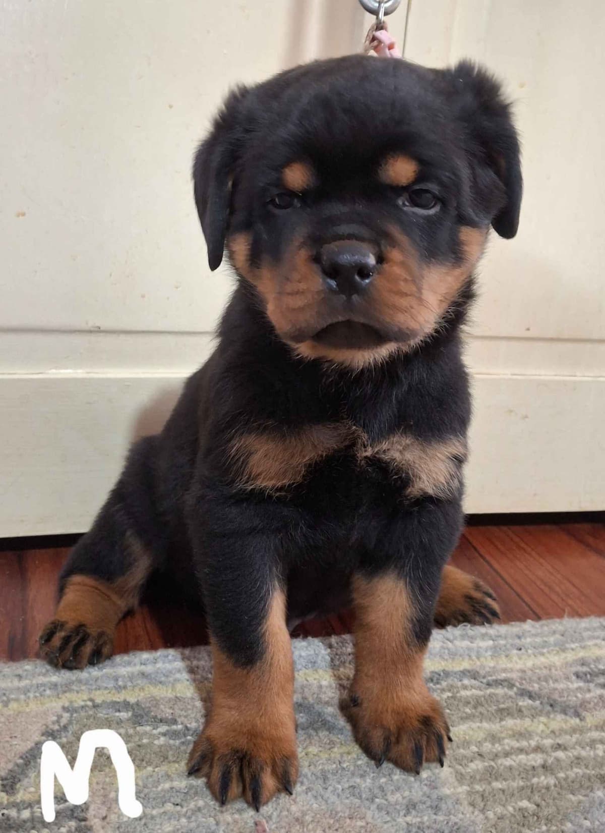WOW.. Top Rottweiler Puppies breeder image 9