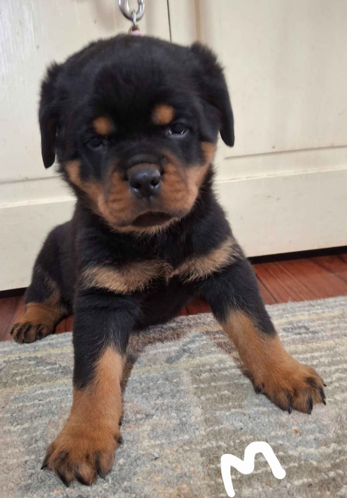 WOW.. Top Rottweiler Puppies breeder image 10