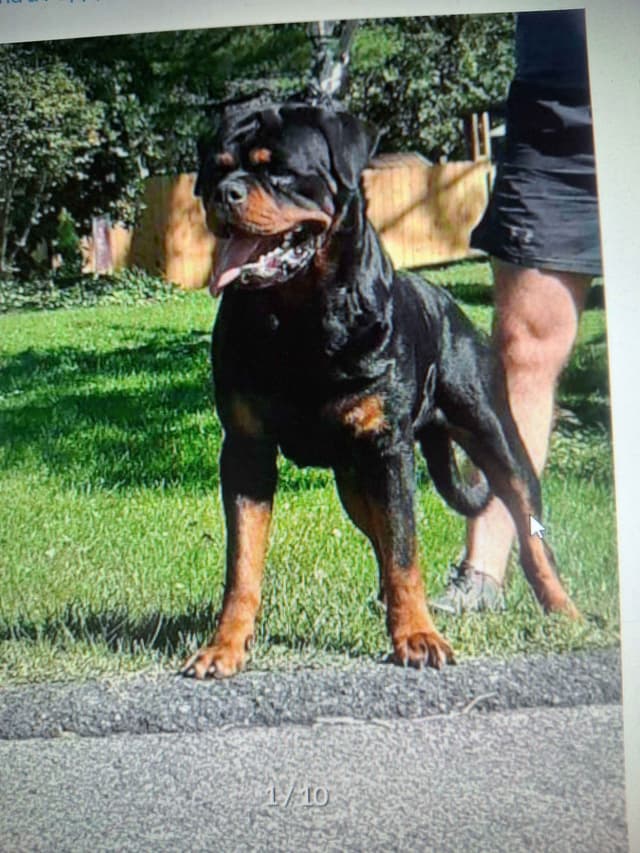 WOW.. Top Rottweiler Puppies media 3