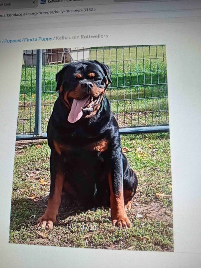 WOW.. Top Rottweiler Puppies media 6
