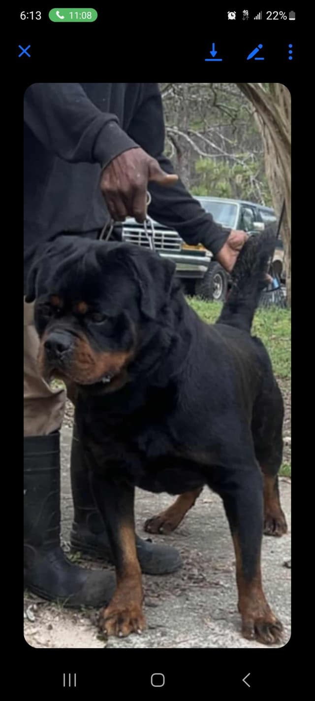 WOW.. Top Rottweiler Puppies media 5