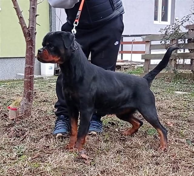 WOW.. Top Rottweiler Puppies media 4