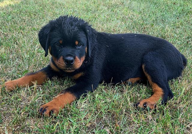 WOW.. Top Rottweiler Puppies media 7