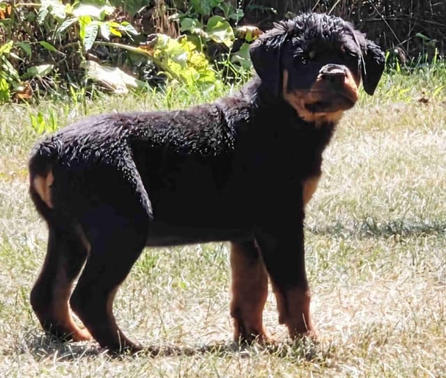 WOW.. Top Rottweiler Puppies media 8