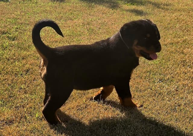WOW.. Top Rottweiler Puppies media 9