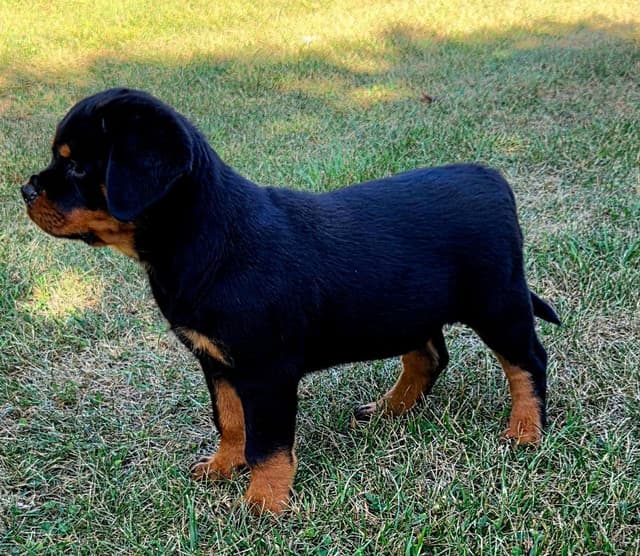 WOW.. Top Rottweiler Puppies media 10