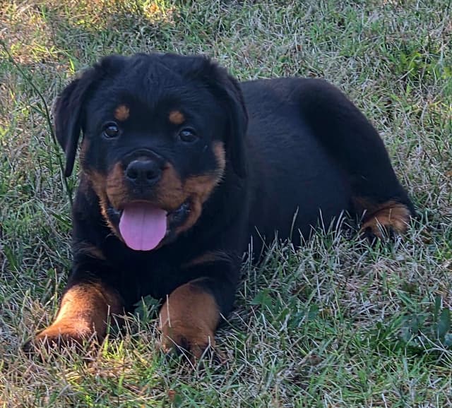 WOW.. Top Rottweiler Puppies media 11