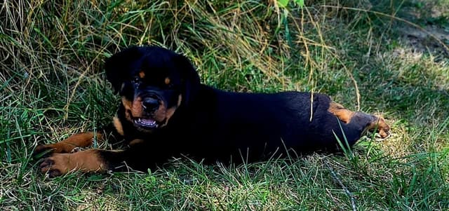 WOW.. Top Rottweiler Puppies media 12