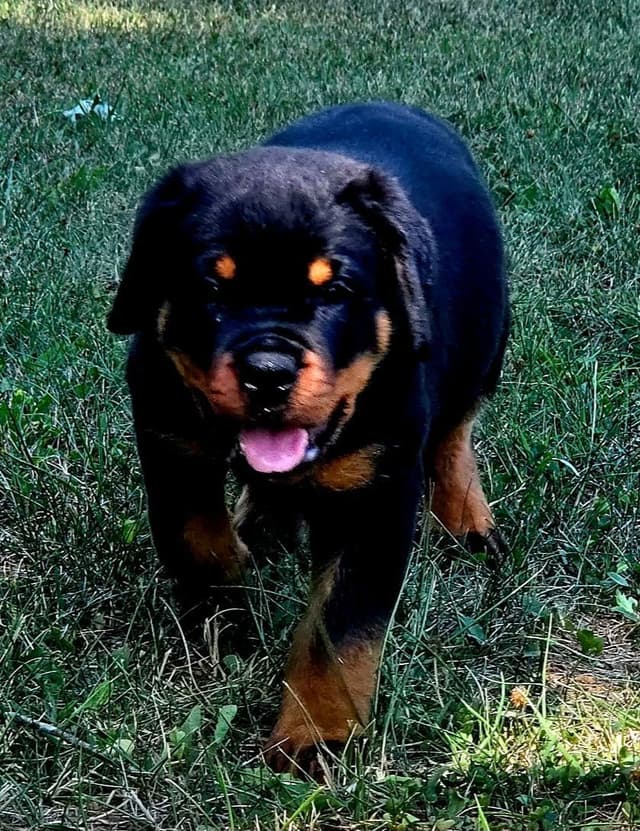 WOW.. Top Rottweiler Puppies media 13