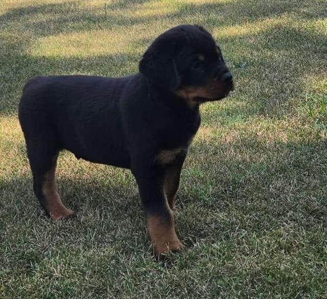 WOW.. Top Rottweiler Puppies media 2